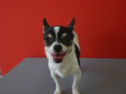 f:id:DOG-Mart:20110401144205j:image f:id:DOG-Mart:20110401144205j:image