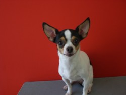 f:id:DOG-Mart:20110401150447j:image f:id:DOG-Mart:20110401150447j:image