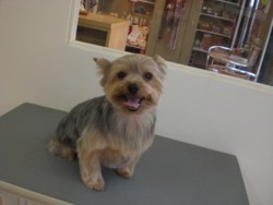 f:id:DOG-Mart:20110401174231j:image f:id:DOG-Mart:20110401174231j:image