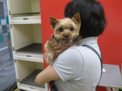f:id:DOG-Mart:20150404181148j:image f:id:DOG-Mart:20150404181148j:image