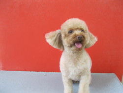 f:id:DOG-Mart:20150405123012j:image f:id:DOG-Mart:20150405123012j:image