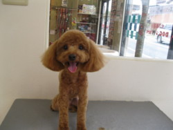 f:id:DOG-Mart:20150405152341j:image f:id:DOG-Mart:20150405152341j:image