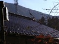 池の魚を狙って、鷺が滞在中。