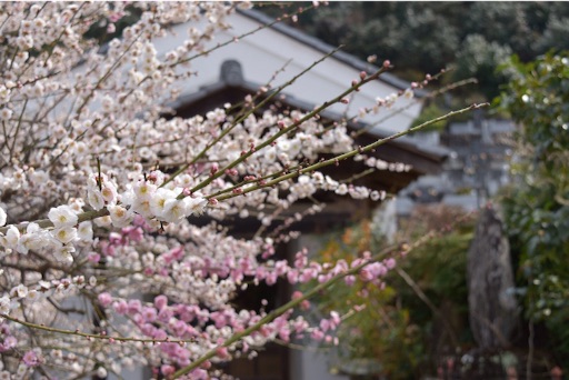 f:id:DONKIHOTE:20160328152044j:image f:id:DONKIHOTE:20160328152044j:image