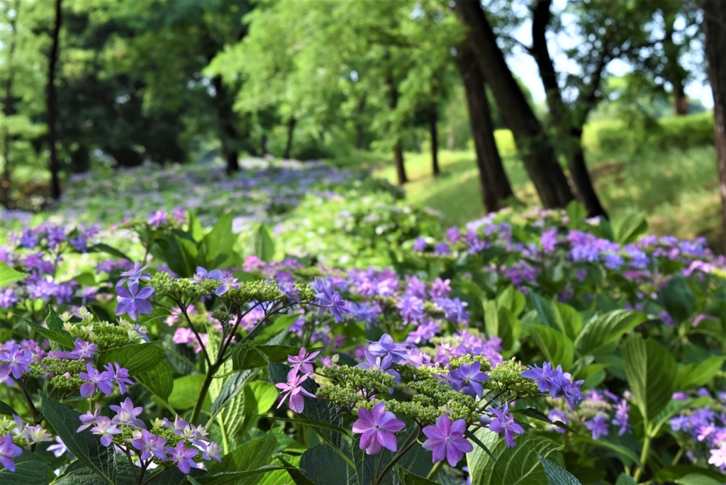 f:id:DONKIHOTE:20180614165638j:plain f:id:DONKIHOTE:20180614165638j:plain