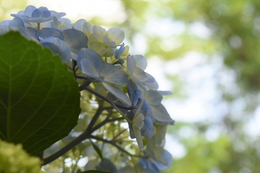 f:id:DONKIHOTE:20180614165721j:plain f:id:DONKIHOTE:20180614165721j:plain