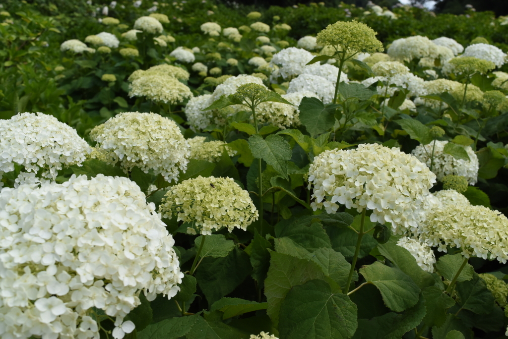 f:id:DONKIHOTE:20180614165937j:plain f:id:DONKIHOTE:20180614165937j:plain