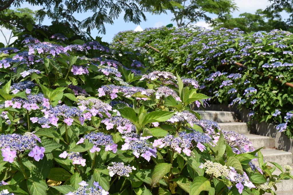 f:id:DONKIHOTE:20180614170028j:plain f:id:DONKIHOTE:20180614170028j:plain