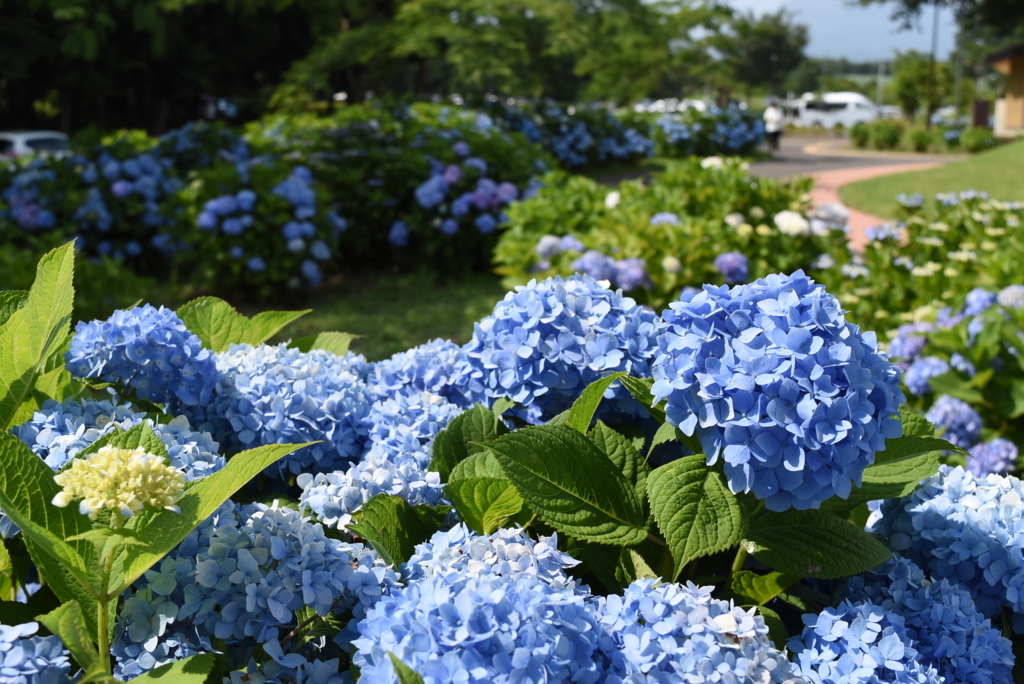 f:id:DONKIHOTE:20180614220202j:plain f:id:DONKIHOTE:20180614220202j:plain