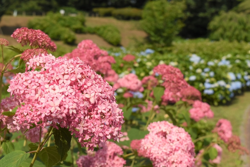 f:id:DONKIHOTE:20180614220623j:plain f:id:DONKIHOTE:20180614220623j:plain