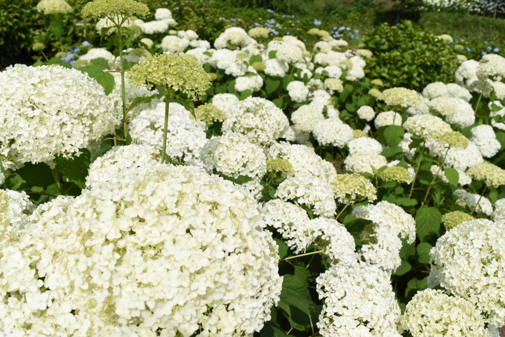 f:id:DONKIHOTE:20180614220758j:plain f:id:DONKIHOTE:20180614220758j:plain