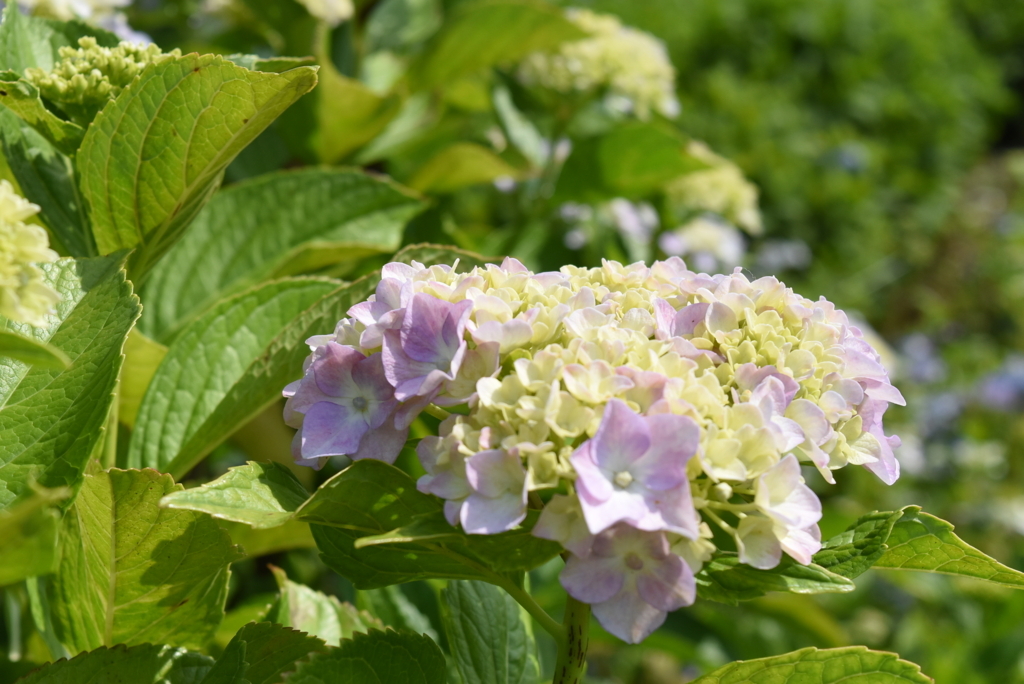f:id:DONKIHOTE:20180614221211j:plain f:id:DONKIHOTE:20180614221211j:plain