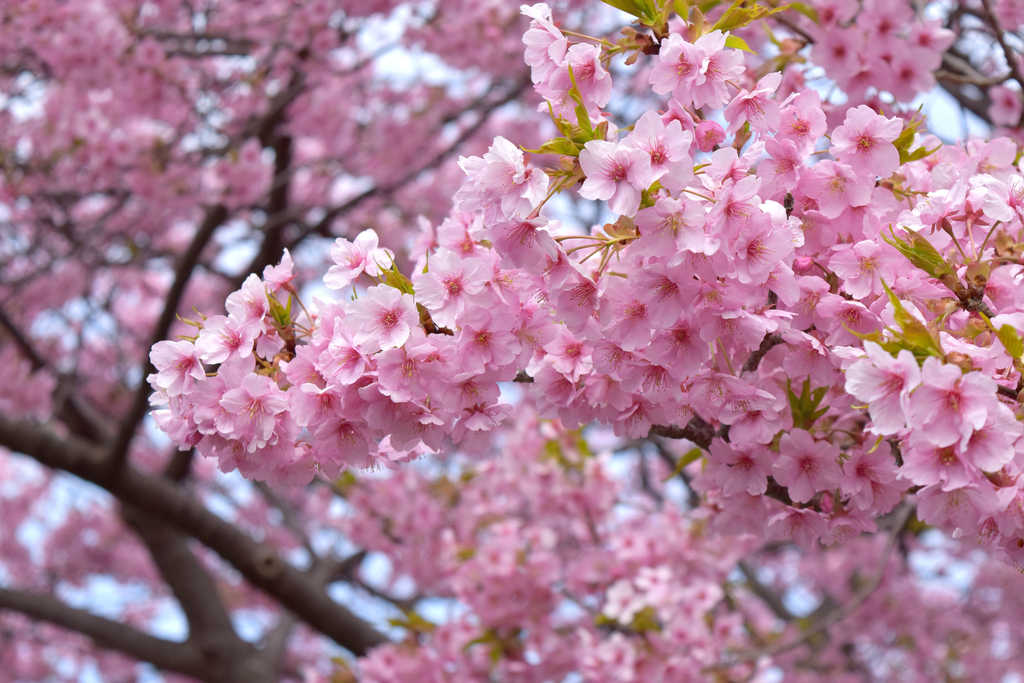 f:id:DONKIHOTE:20190312230157j:plain f:id:DONKIHOTE:20190312230157j:plain