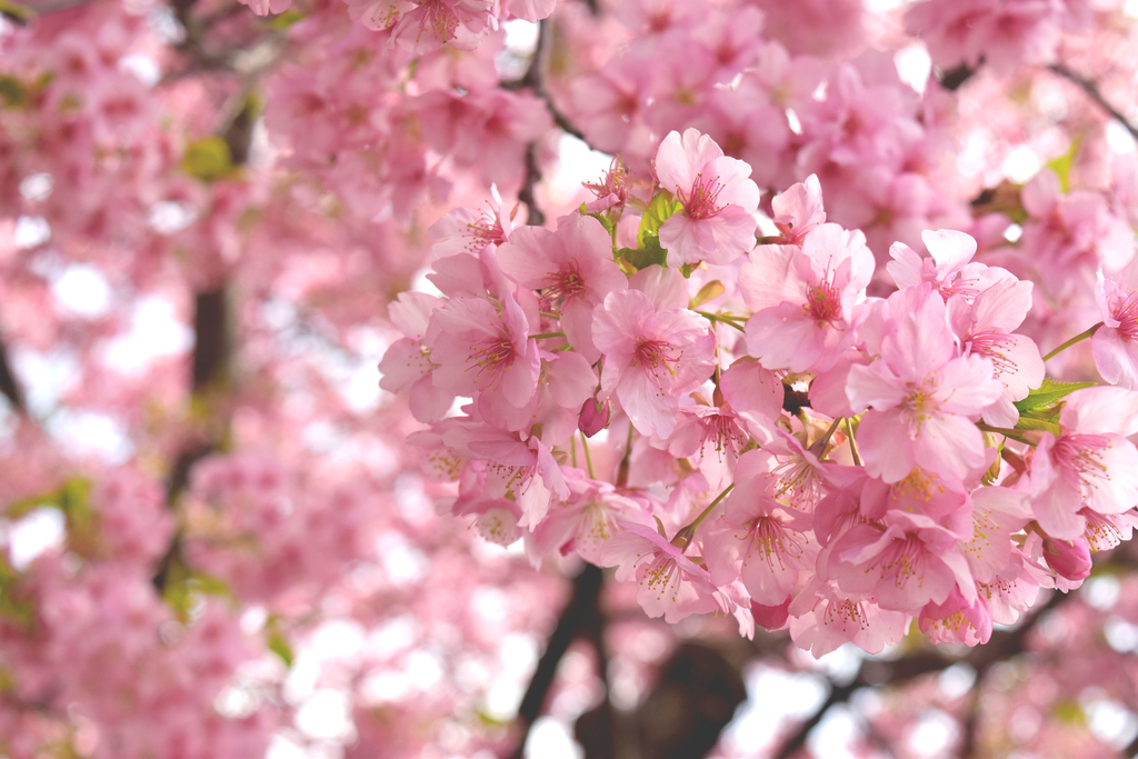 f:id:DONKIHOTE:20190312230437j:plain f:id:DONKIHOTE:20190312230437j:plain