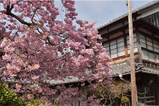 f:id:DONKIHOTE:20190313002406j:image f:id:DONKIHOTE:20190313002406j:image