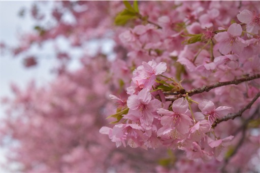 f:id:DONKIHOTE:20190313173024j:image f:id:DONKIHOTE:20190313173024j:image