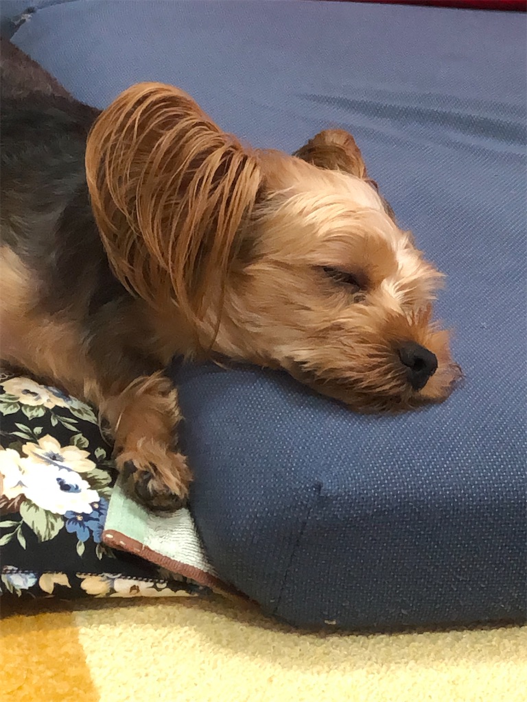 f:id:DORAAKITTY:20210802154414j:plain