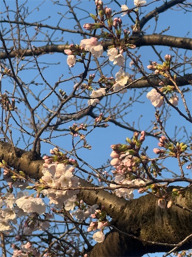 f:id:DT200A:20260322081340j:image