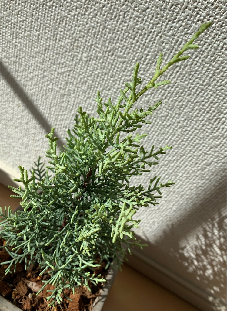 北欧スタイルな小さなクリスマスツリー サルフレア の育て方 増やし方 Dyblog