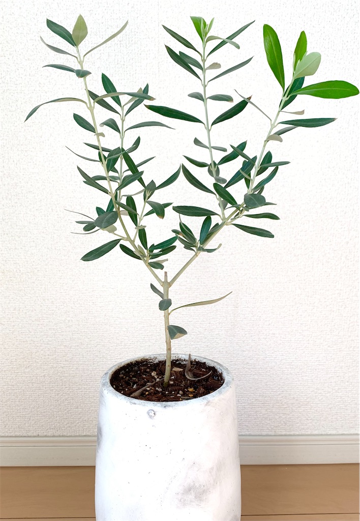 f:id:DYblog:20201111104727j:image