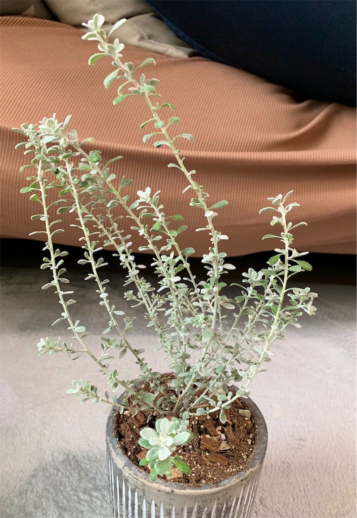 f:id:DYblog:20201229160509j:image f:id:DYblog:20201229160509j:image