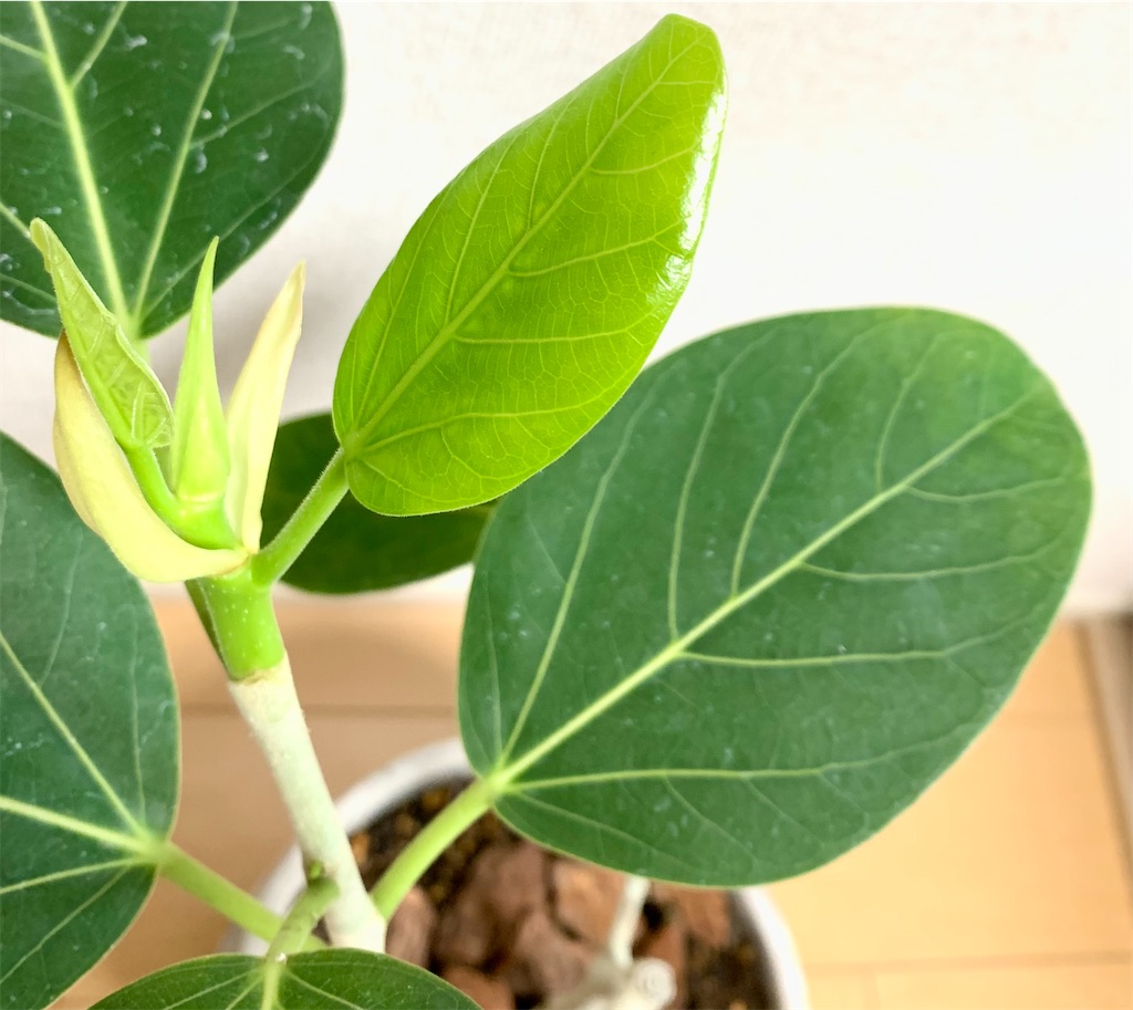 Green Life 白い幹のシンボルツリー フィカス ベンガレンシス ベンガルゴムの木 Dyblog Green Life 白い幹のシンボルツリー フィカス ベンガレンシス ベンガルゴムの木 Dyblog