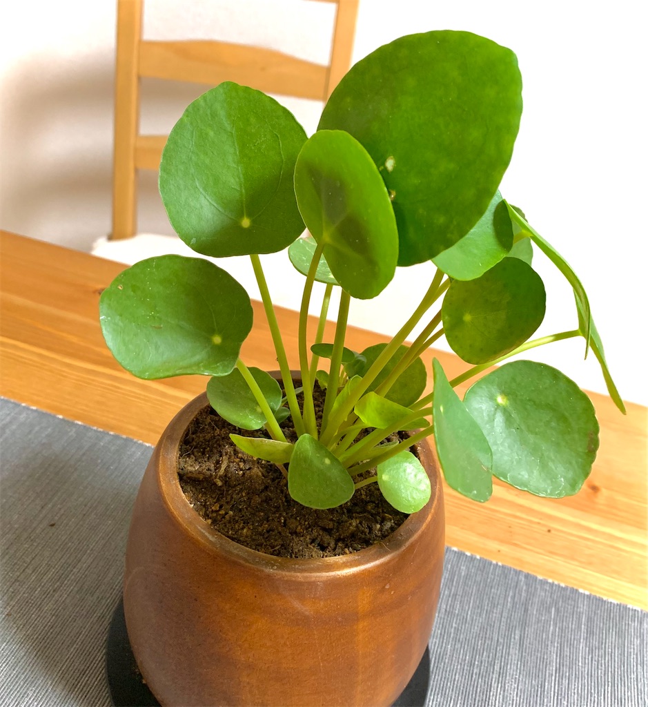 Green Life ぺぺロミアもどき ぺぺロミオイデス の育て方 Dyblog