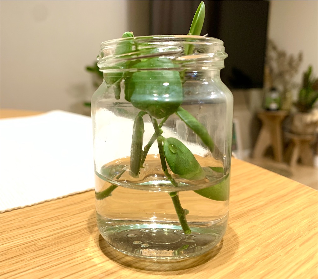 f:id:DYblog:20211103150553j:plain