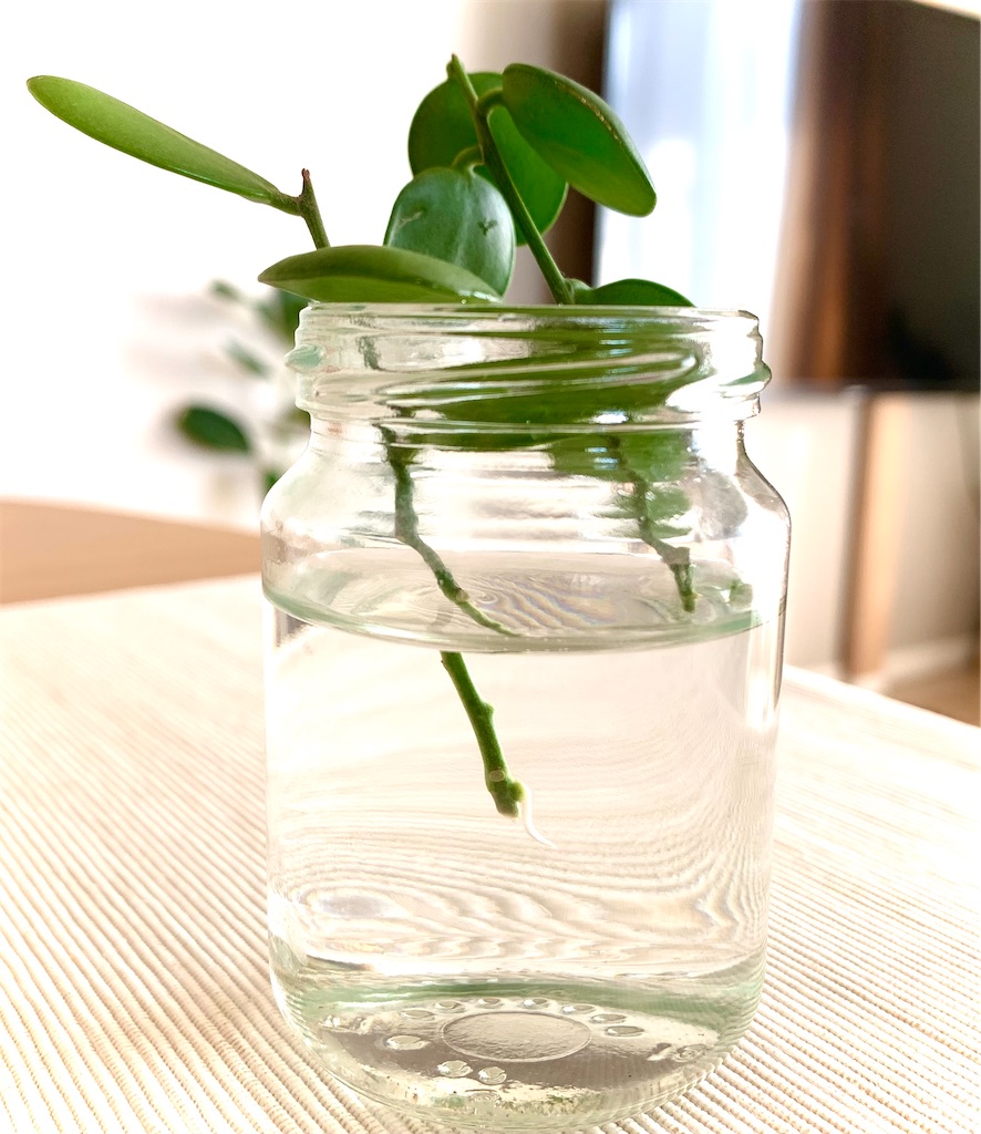 f:id:DYblog:20211103150609j:plain