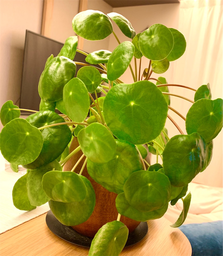 f:id:DYblog:20211127142505j:plain