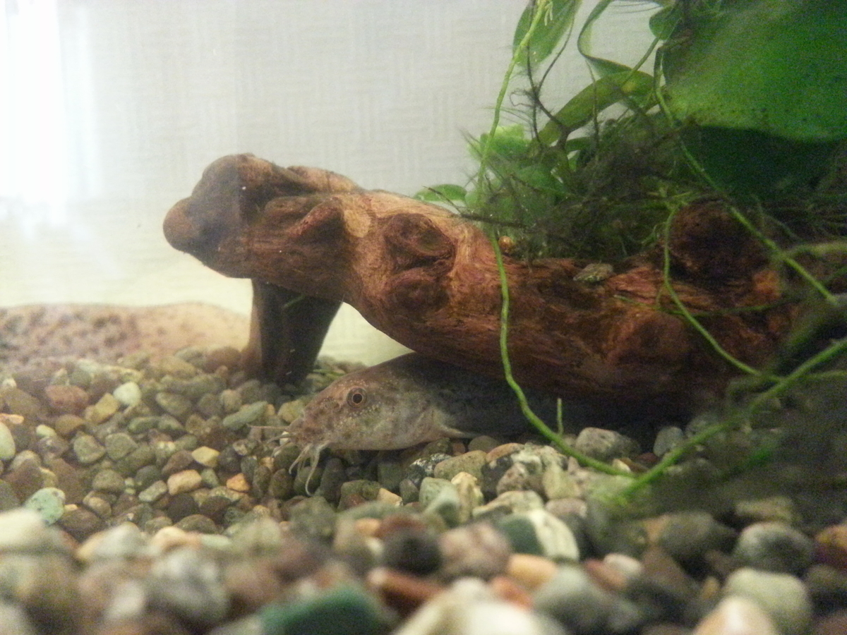 癒される 食用マドジョウの飼育記録 飼い方のコツ よちよちエクスプレス