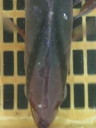 カンパチ がブリにバトンを渡す 刺身 カルパッチョ アラ煮 よちよちエクスプレス