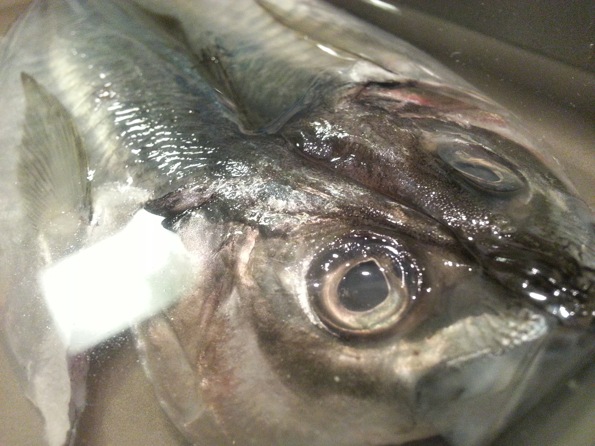 冷蔵庫でも出来る 魚の干物 作り方 アジ よちよちエクスプレス