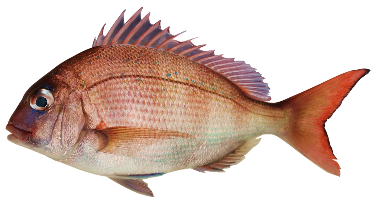 魚にまつわる 紛らわしい言葉 １２選 よちよちエクスプレス