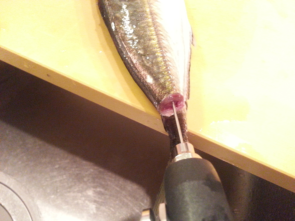 津本式血抜き をスーパーの魚 鯵 で検証 3日間寝かせて効果比較 よちよちエクスプレス