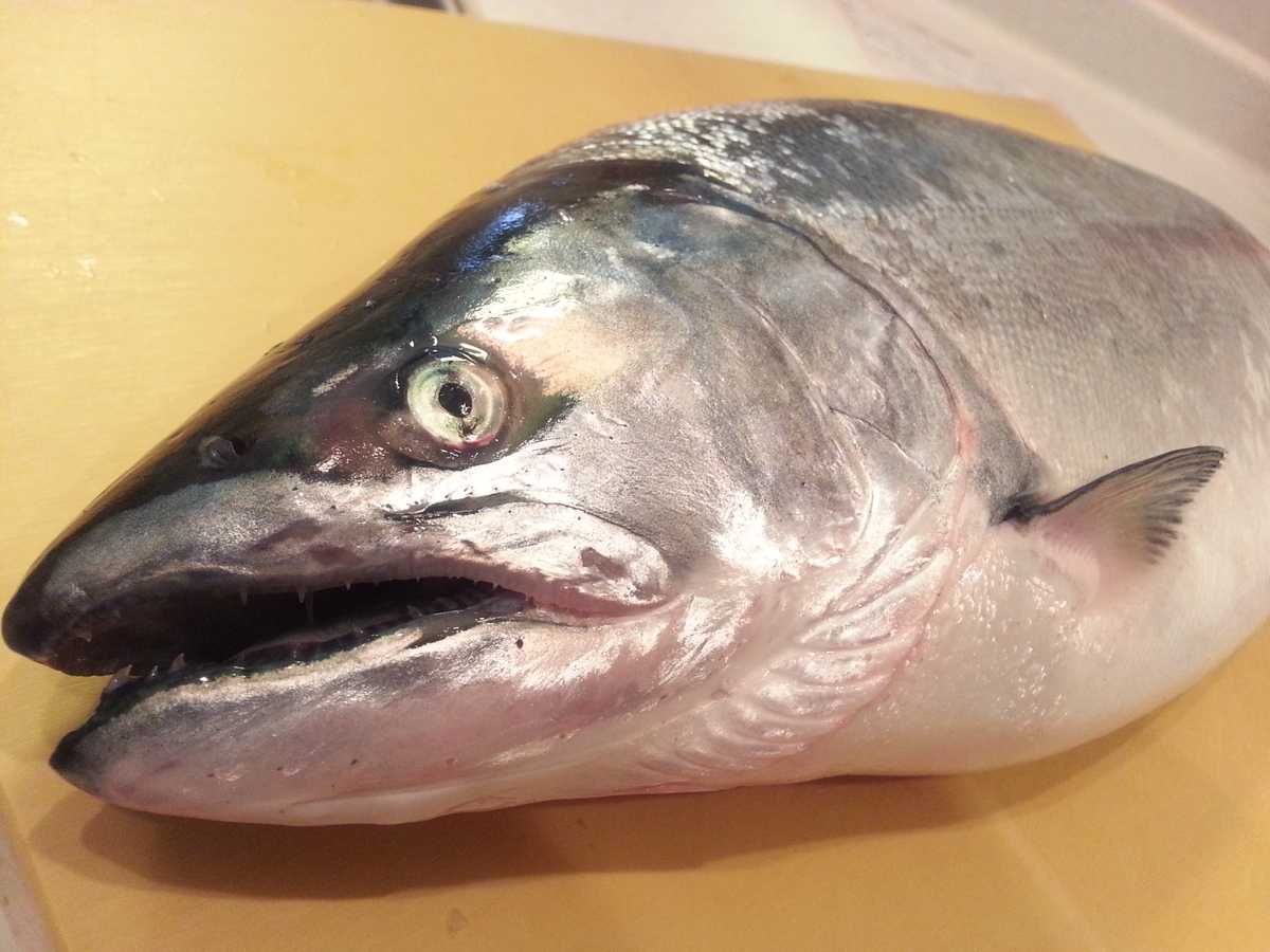 都道府県のシンボル魚 県魚 って知ってる 地域にゆかりのある魚 よちよちエクスプレス