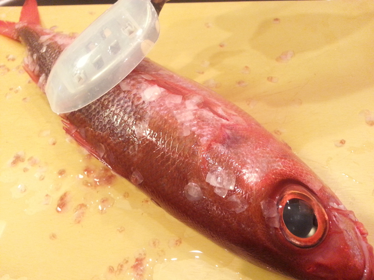 美味しい魚 ハチビキ 料理は刺身 炙り 湯引きの３種 よちよちエクスプレス