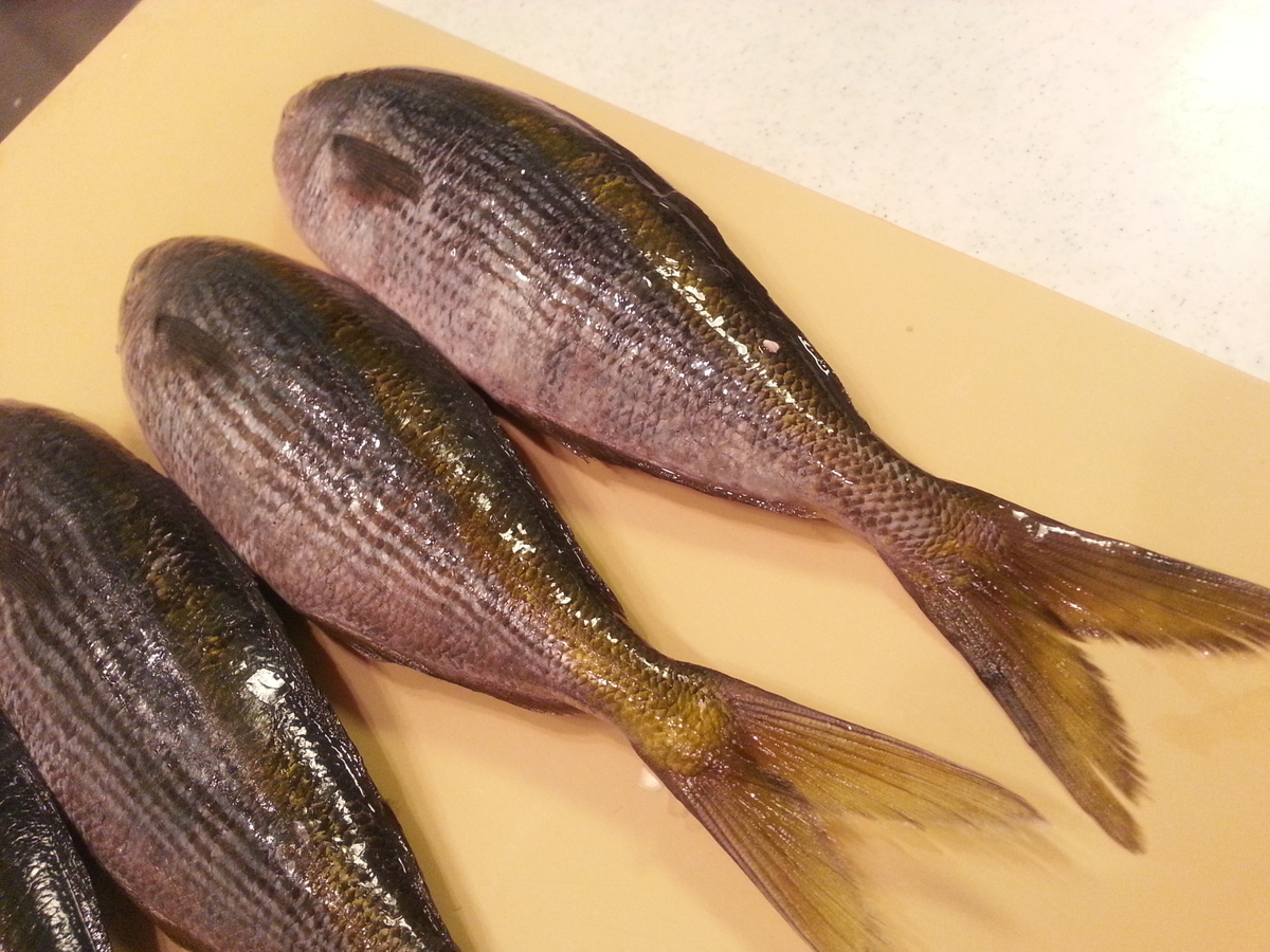 晩秋のタカベ 塩焼き２種 煮付け 骨せんべい 白子煮付け 食べ方 レシピ よちよちエクスプレス