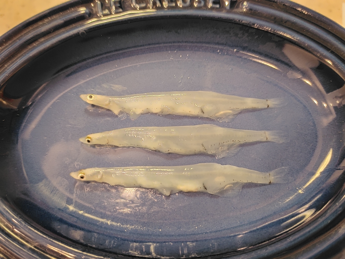 焼肉のタレで海鮮丼 サーモン アボカドのユッケ風丼ぶり よちよちエクスプレス