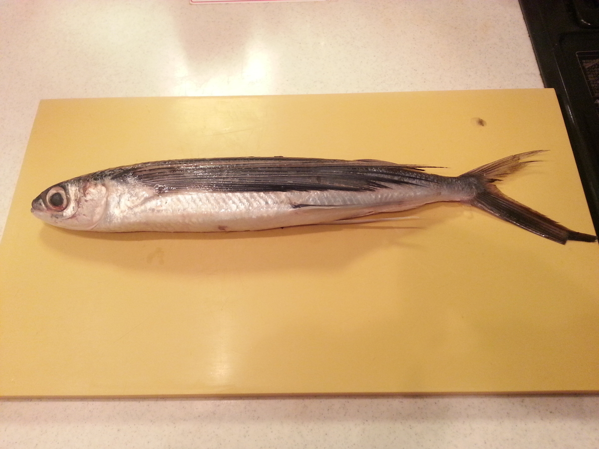 トビウオ 飛魚 の刺身 タタキは出汁茶漬けでいかが 食べ方 よちよちエクスプレス