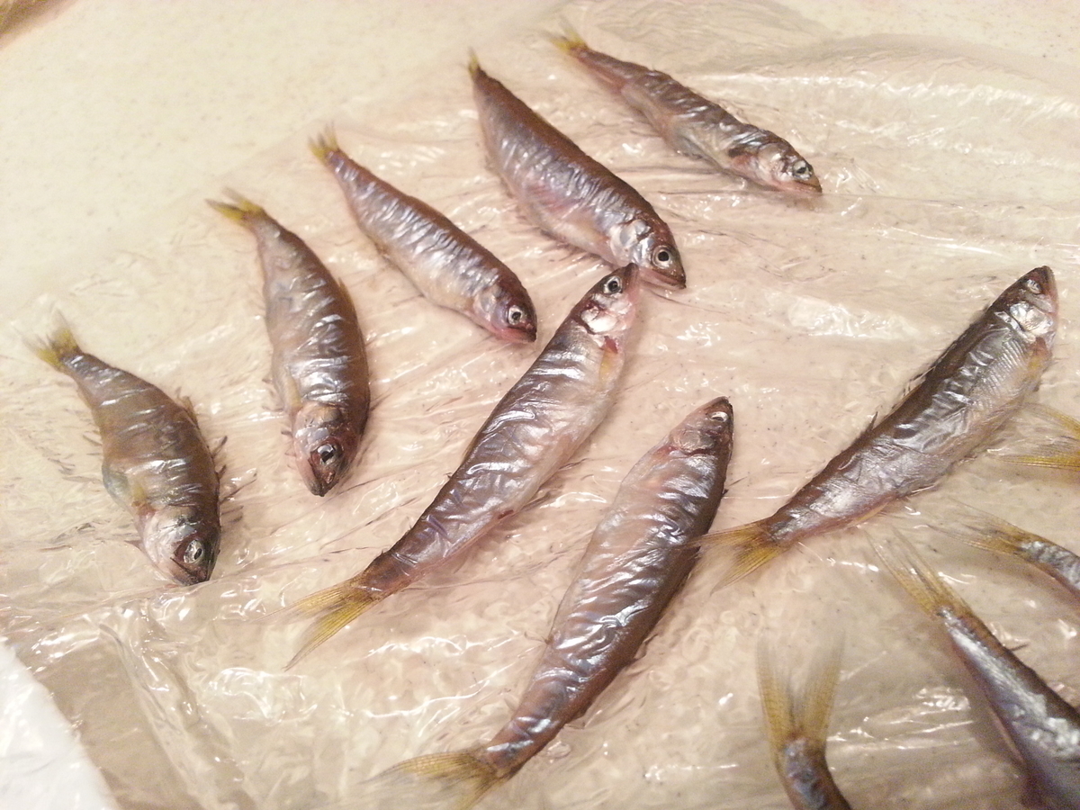 琵琶湖 小鮎 で料理 塩焼き 甘露煮 天ぷら 唐揚げ 南蛮漬け よちよちエクスプレス