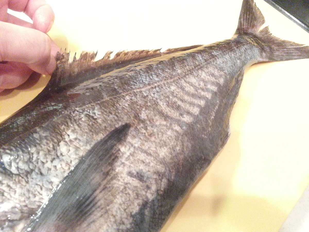 目鯛 メダイ の 刺身 ってどんな味 片身は 柚庵焼き へ よちよちエクスプレス