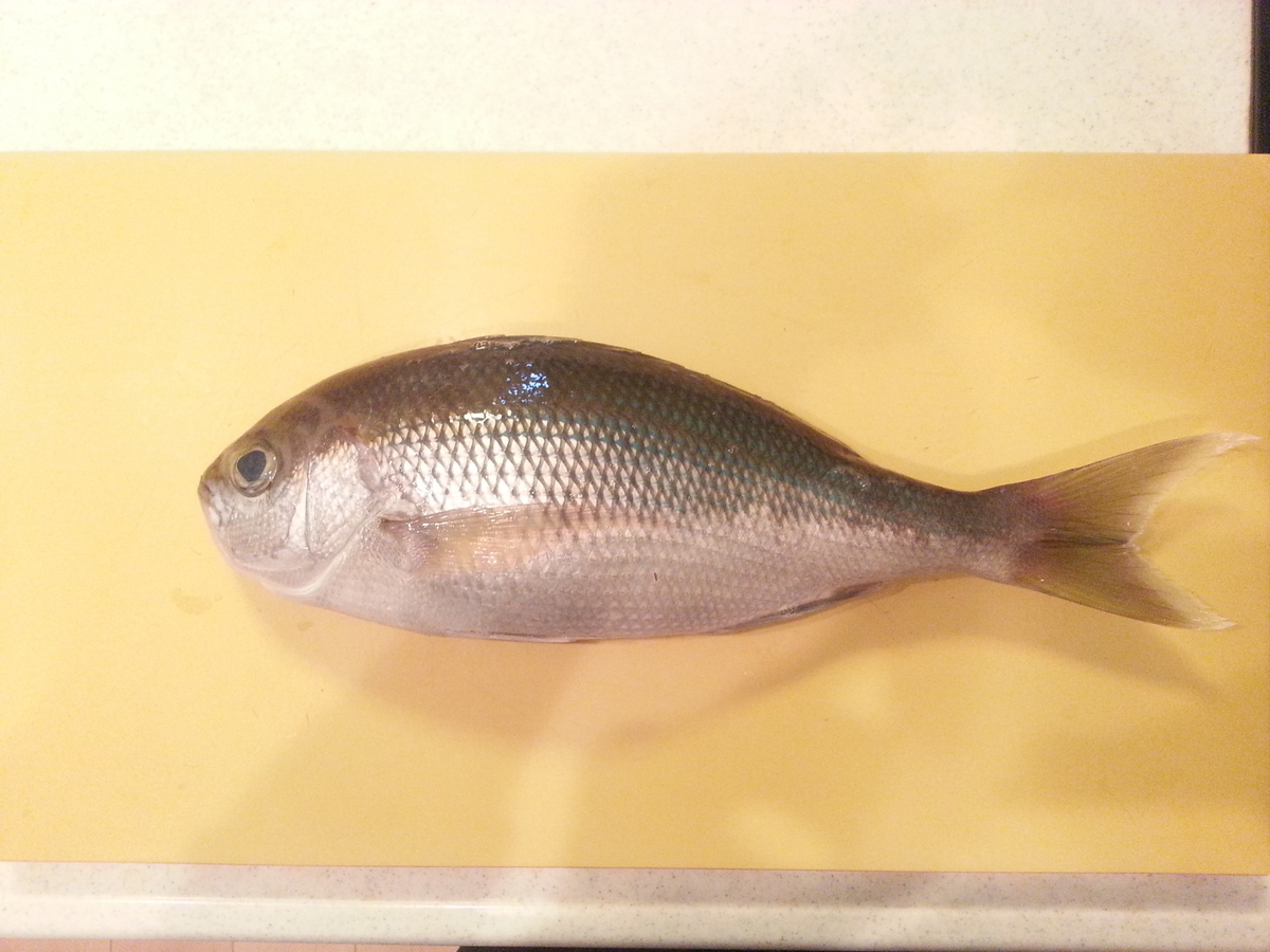 高級魚『アオダイ』そのお味は?料理は刺身と炙り!潮汁もどうぞ。 よちよちエクスプレス