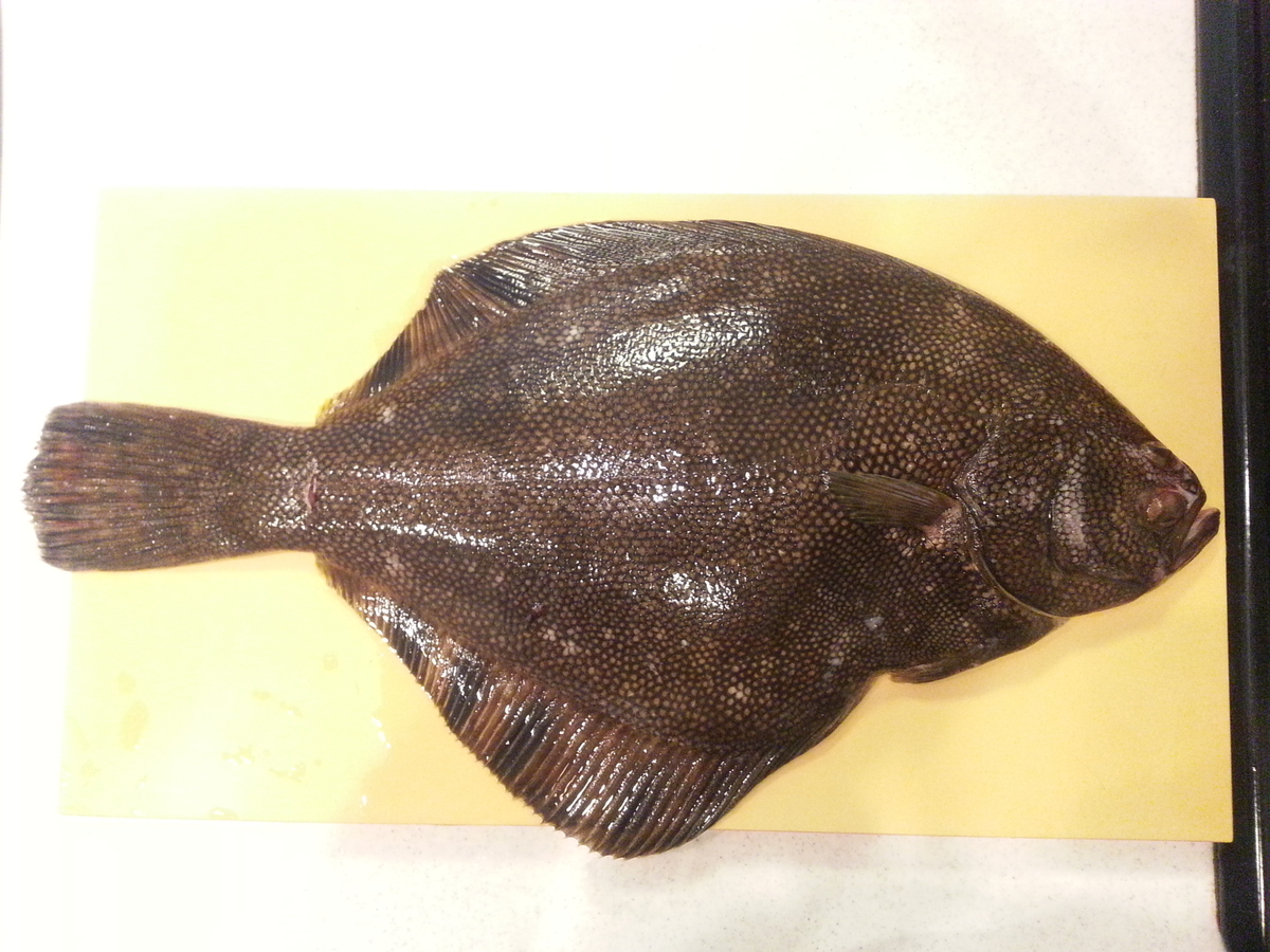 鰈の王様 マツカワガレイ はどんな味 刺身と昆布締めで頂く 捌き方 食べ方 よちよちエクスプレス