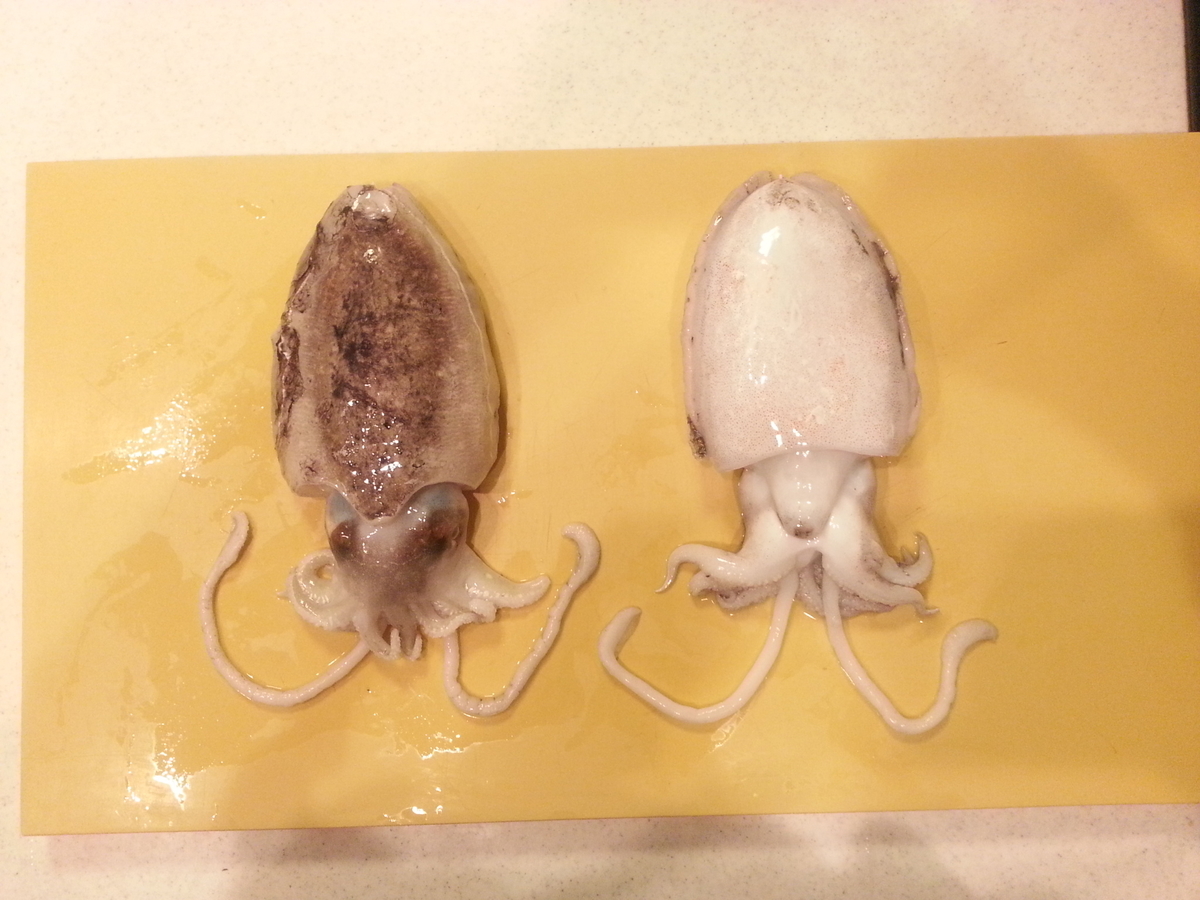 実践 コウイカ スミイカ 捌き方 料理は刺身 塩ゆで 煮物 フライ よちよちエクスプレス