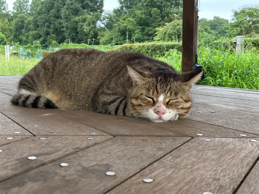 f:id:DaikiBlog:20220814094931j:image