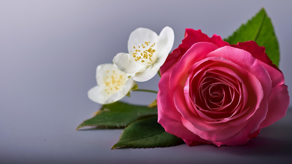 赤い薔薇の花