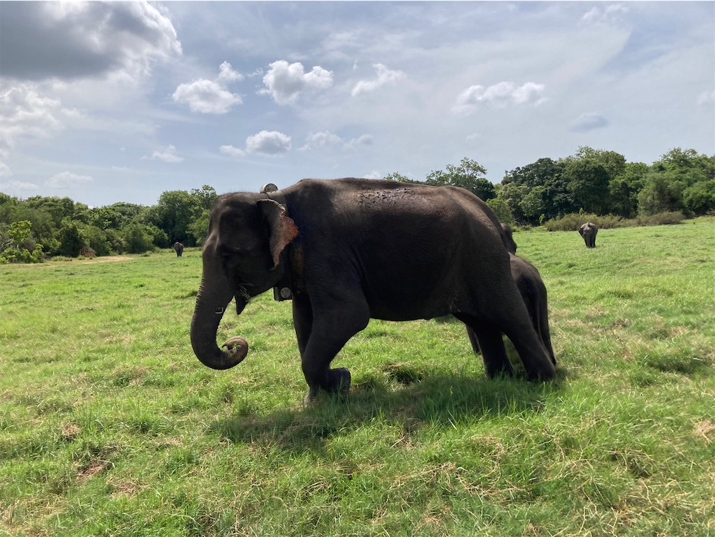憧れのゾウ🐘ミンネリヤ国立公園＠2024年7月 スリランカ⑧ - 平和