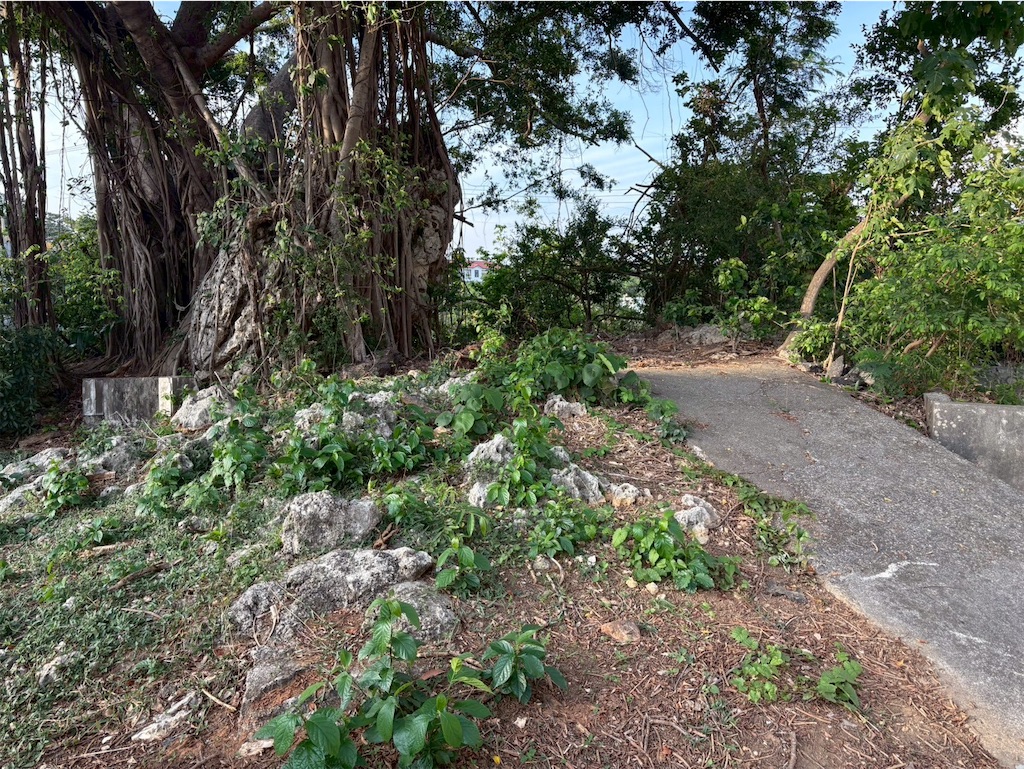 f:id:DaliNeko:20250701183154j:image