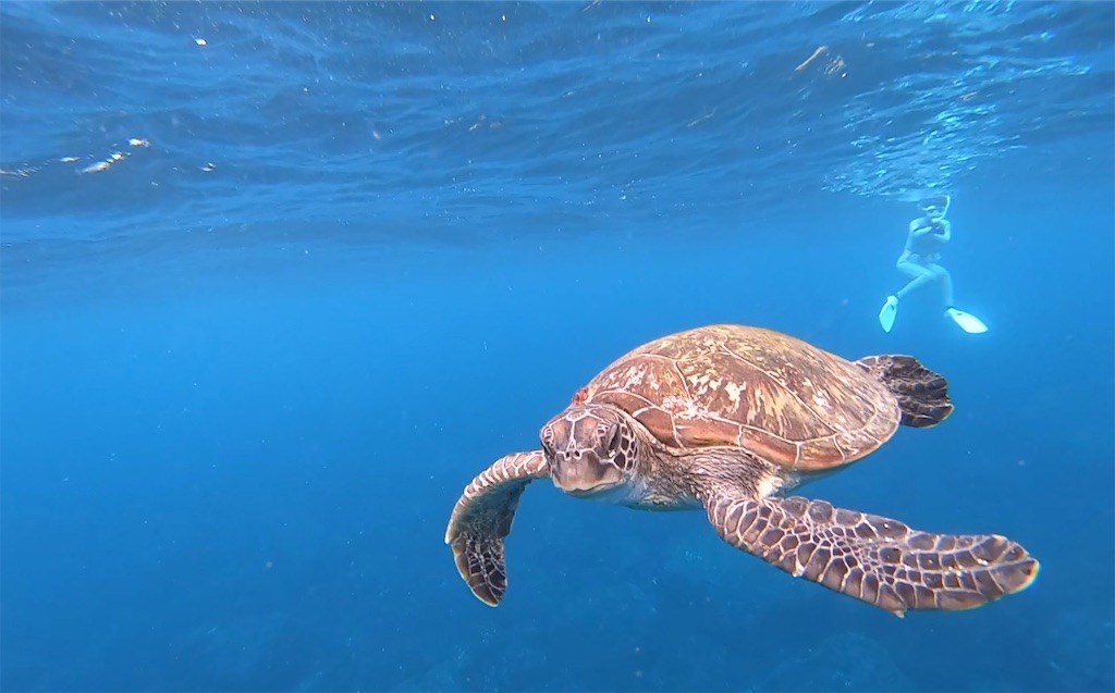 念願のドルフィンスイム！ウミガメもいるぜ＠2025年6月御蔵島② - 平和